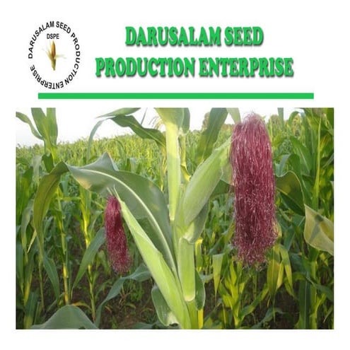 DASE Demo plot activities