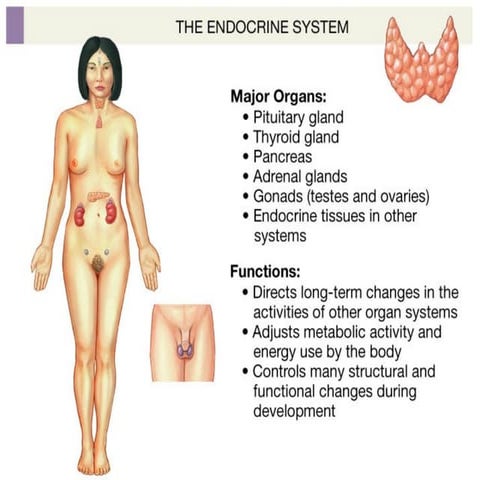 Endocrine System Physiology power point.pptx