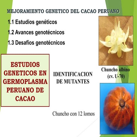 8 estudios genéticos en germoplasma peruano de cacao