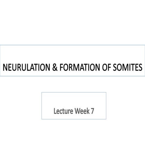 8_Nembryologydeveneurulation_Somites.pptx