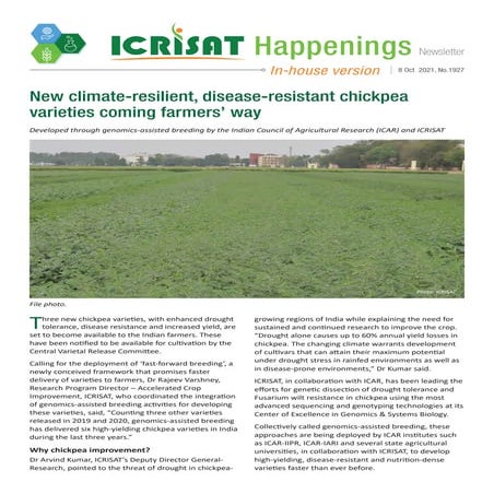 New climate-resilient, disease-resistant chickpea varieties coming farmers’ way