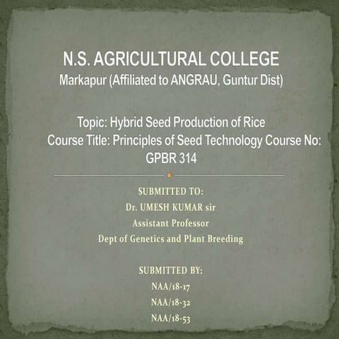 Hybrid seed production of rice 
