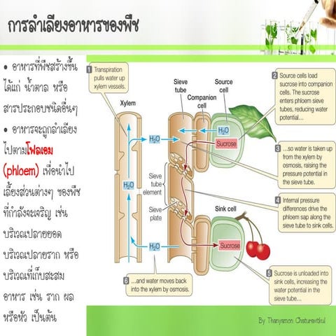 translocation in plant