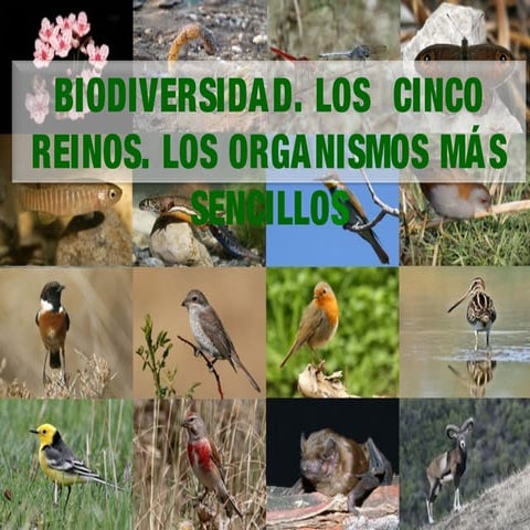 9. La biodiversidad. los cinco reinos. bacterias, protistas y hongos.
