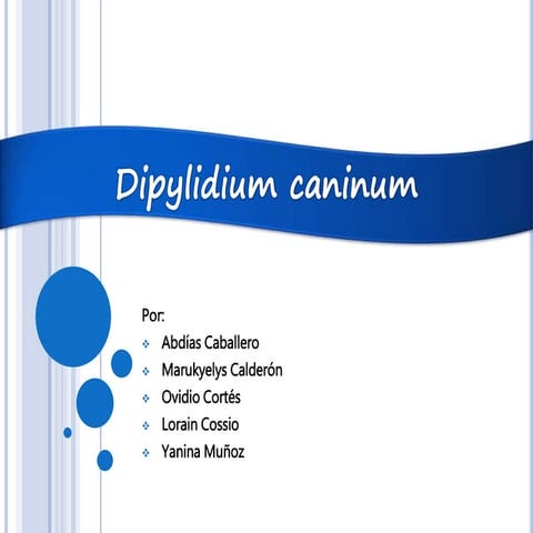 Dipylidium caninum