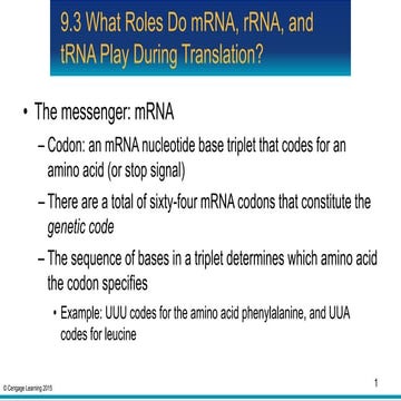 Translation- formation of protein from mRNA | PPT
