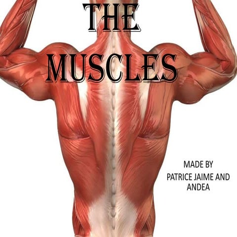 9. the muscles | PDF