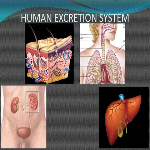 9 1. Human Excretion System