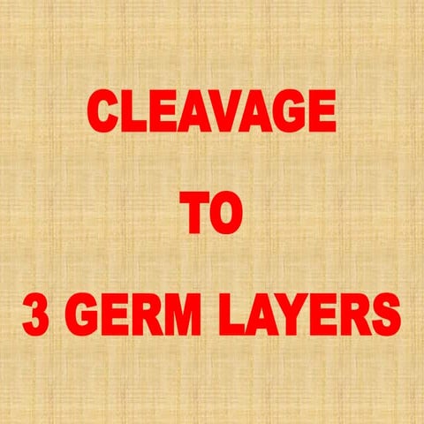 Cleavage to Three Germ Layers