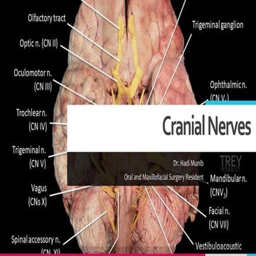 Cranial Nerves