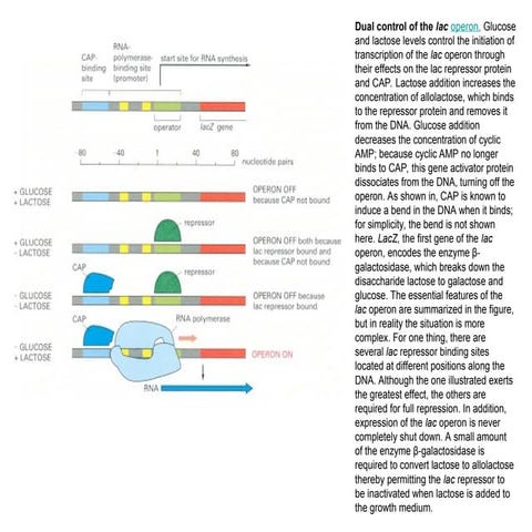 Lac operon_basics_concept_diauxic growth curve.ppt