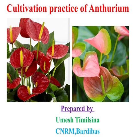 9. Cultivation practice of anthurium.pptx