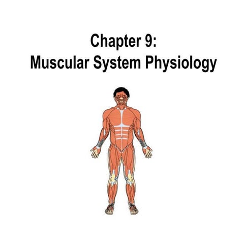Muscular System.pptx