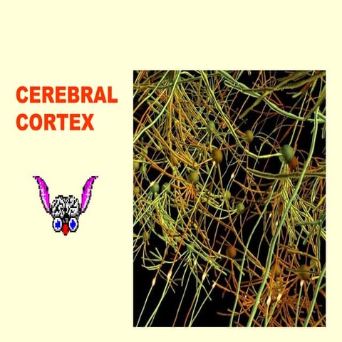 9. cerebral cortex-08-09