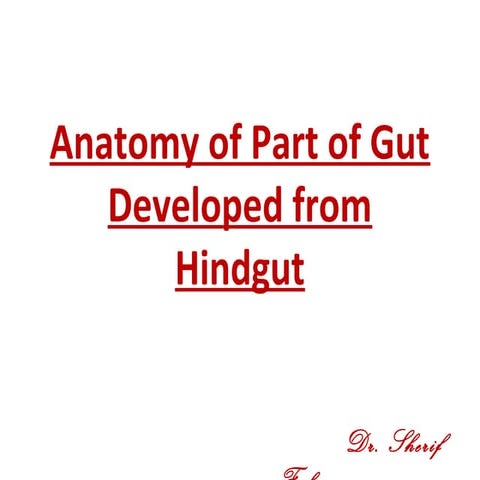 Development of Hindgut (Special Embryology)