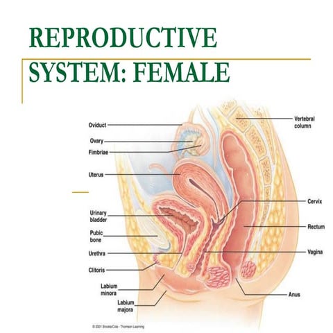 Notes - Female Reproductive System