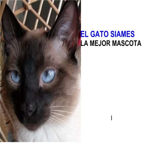 EL GATO SIAMES