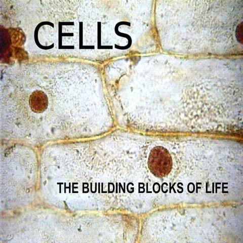 CELLS - structure | PPT