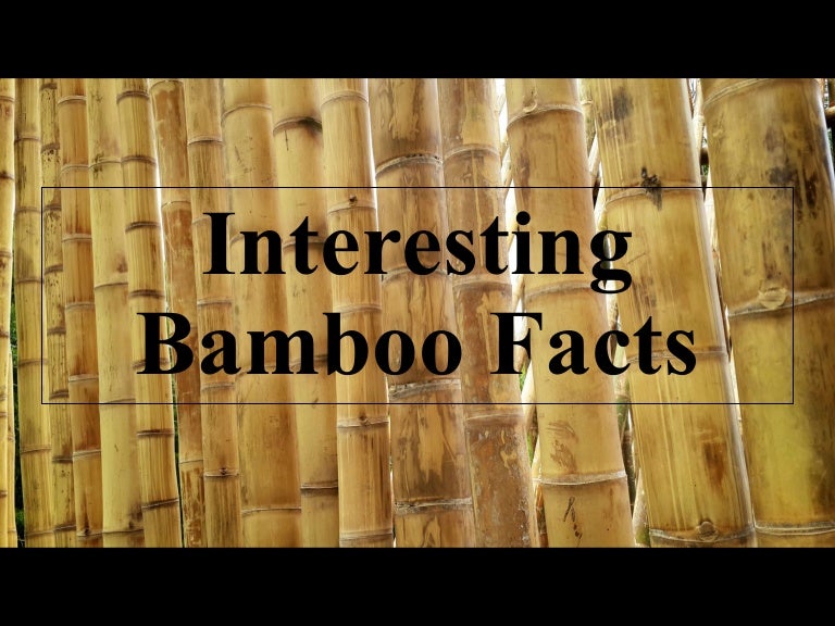 Bamboo Facts