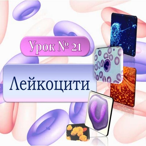 9 клас  урок № 21 лейкоцити