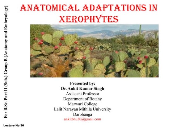 Epiphytes | PPT