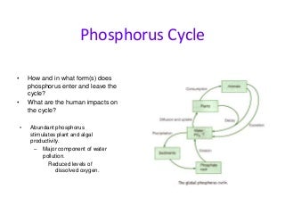 'phosphorus cycle' on SlideShare