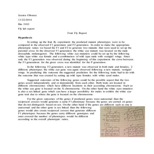 Fruit Fly Genetics lab report