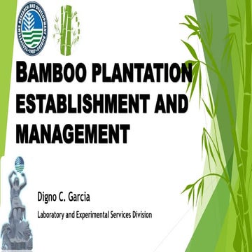 Bamboo plantation establishment and management