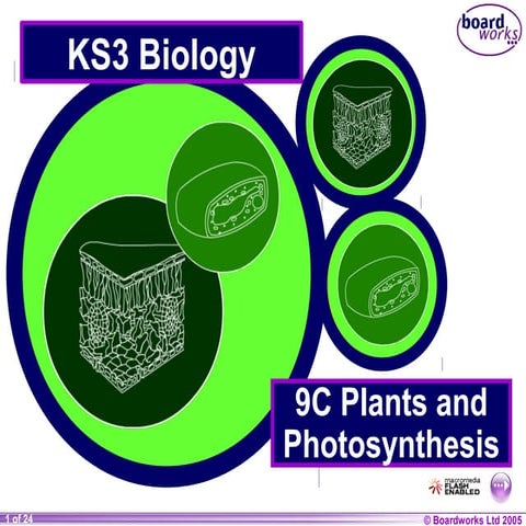 9 c plants-and-photosynthesis-101oqsd