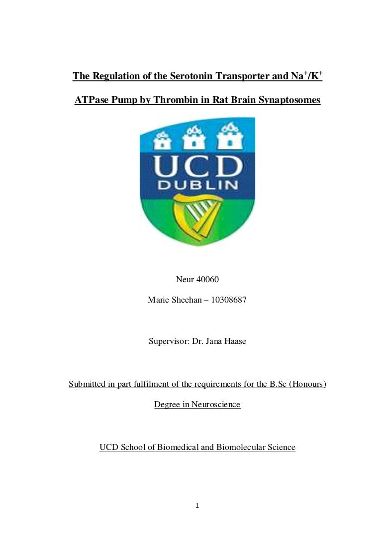 Dissertation write up
