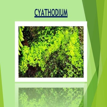 Cyathodium bryophyte: morphology, anatomy, reproduction etc.