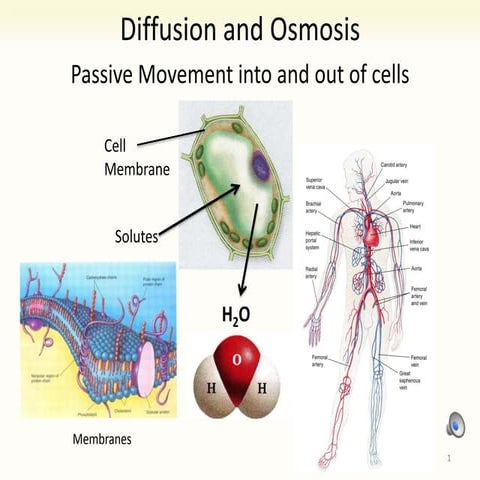 9 diffusion and osmosis (Lab) Thursday 9/19