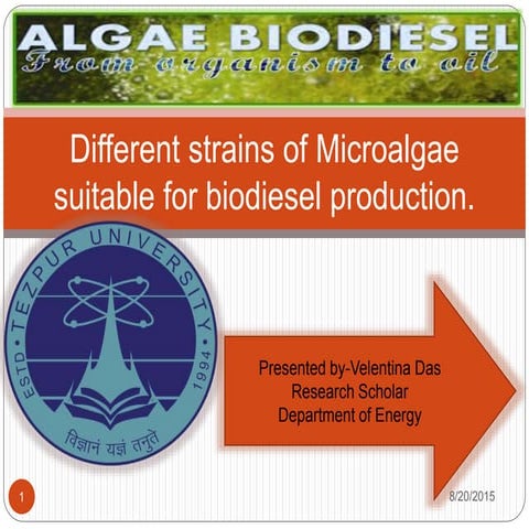 Different strains of Microalgae suitable for biodiesel production 1