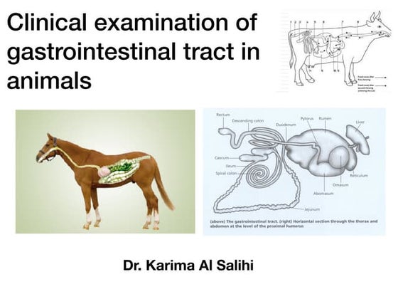 Gastrointestinal stasis in rabbits | PPTX | Digestive Disorders ...