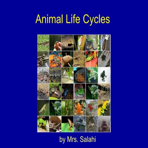 Animal  Life  Cycles