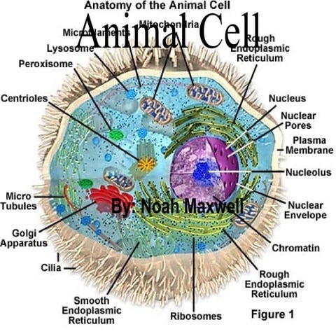 animal cell electron microscope