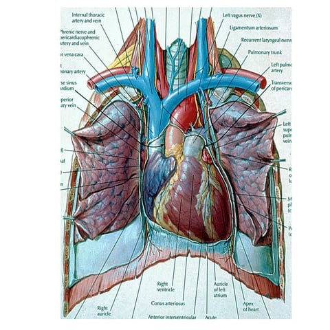 Cardio Vascular Images | PPT