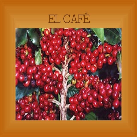 El+Café