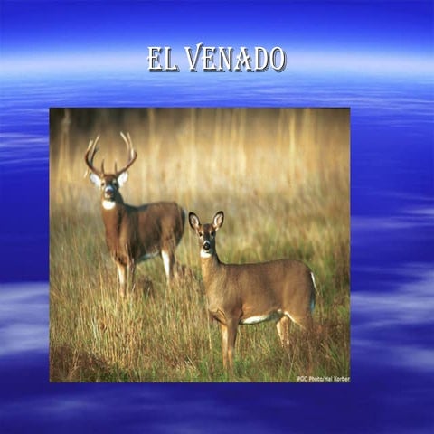 Información sobre El Venado | PPS