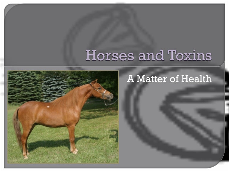 Horses Toxins