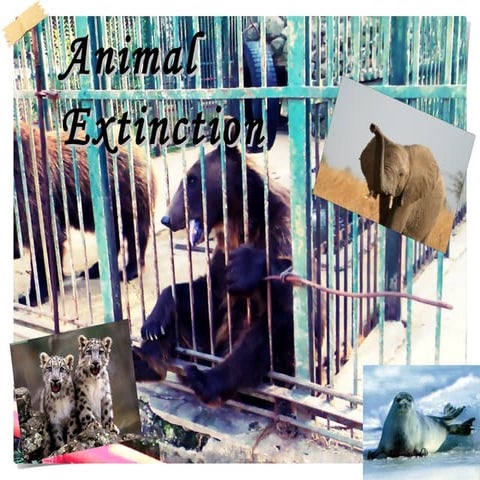Animal Extinction