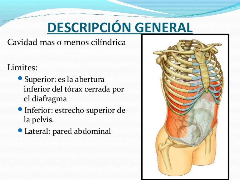 musculo transverso del abdomen irrigacion
