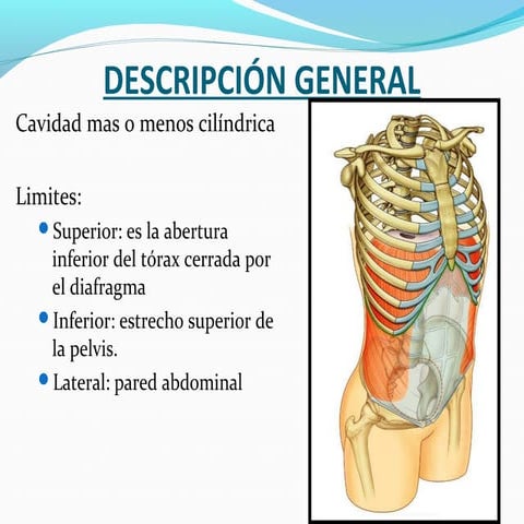 Anatomía del Abdomen (Músculos, Irrigación e Inervación)