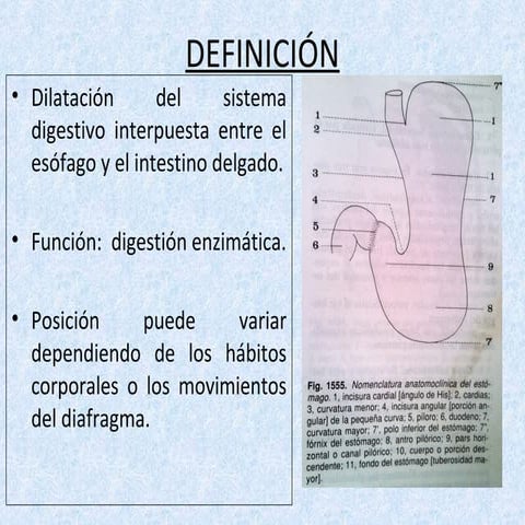 Anatomía del Estómago