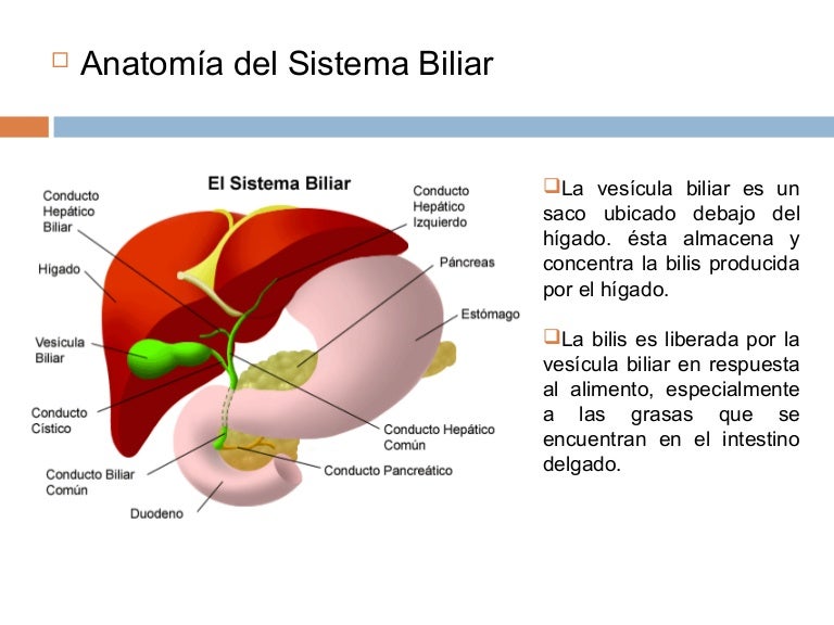 que funcion cumple la vesicula biliar en el cuerpo humano