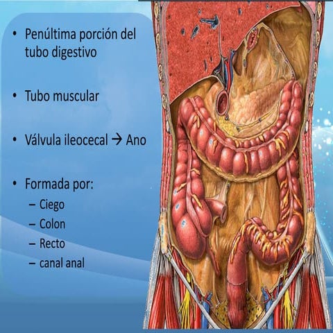Anatomía De La Imagen Del Colon