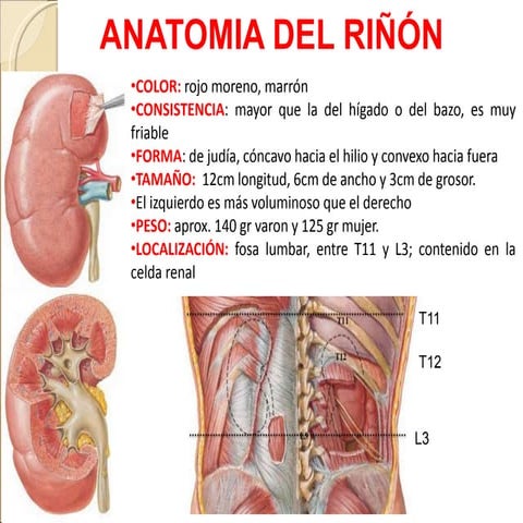 IRRIGACIÓN DEL RIÑON | PPTX