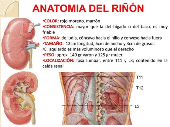 IRRIGACIÓN DEL RIÑON | PPT