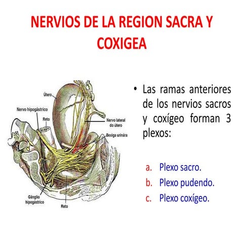Confluente yugulosubclavio y baquiocefalico | ODP