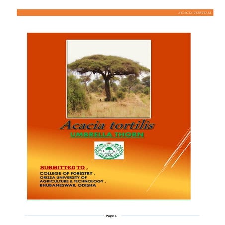 Acacia Tree Root System